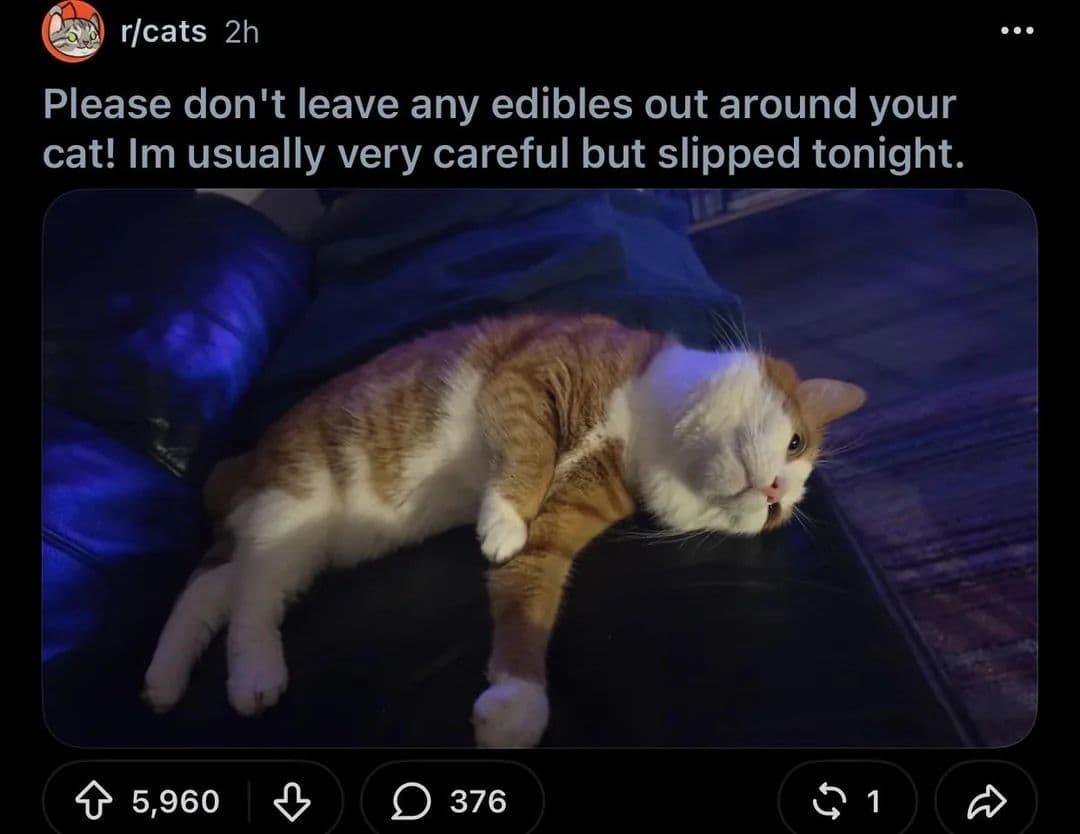 please don't leave any edibles out around your cat! im usually very careful but slipped tonight.