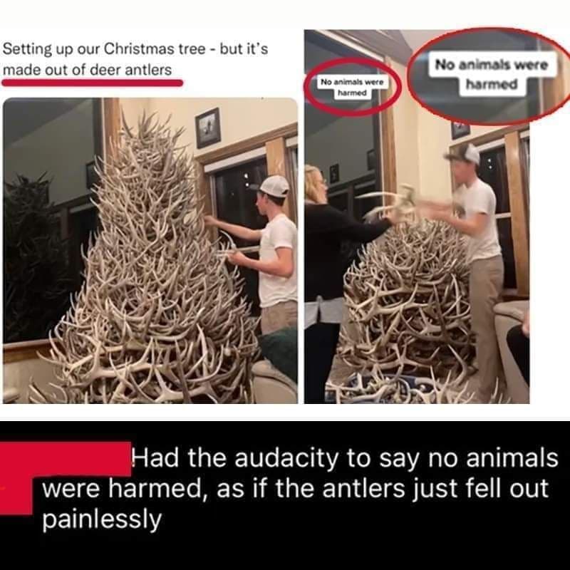 setting up our christmas tree - but it's made out of deer antlers