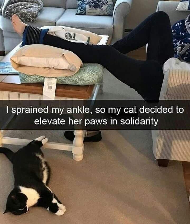 i sprained my ankle, so my cat decided to elevate her paws in solidarity