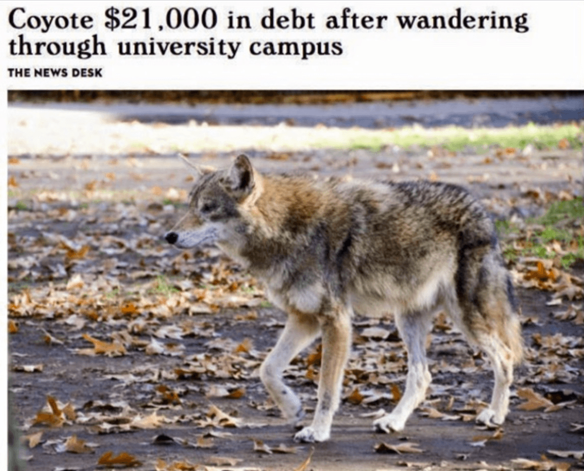 coyote $21,000 in debt after wandering through university campus