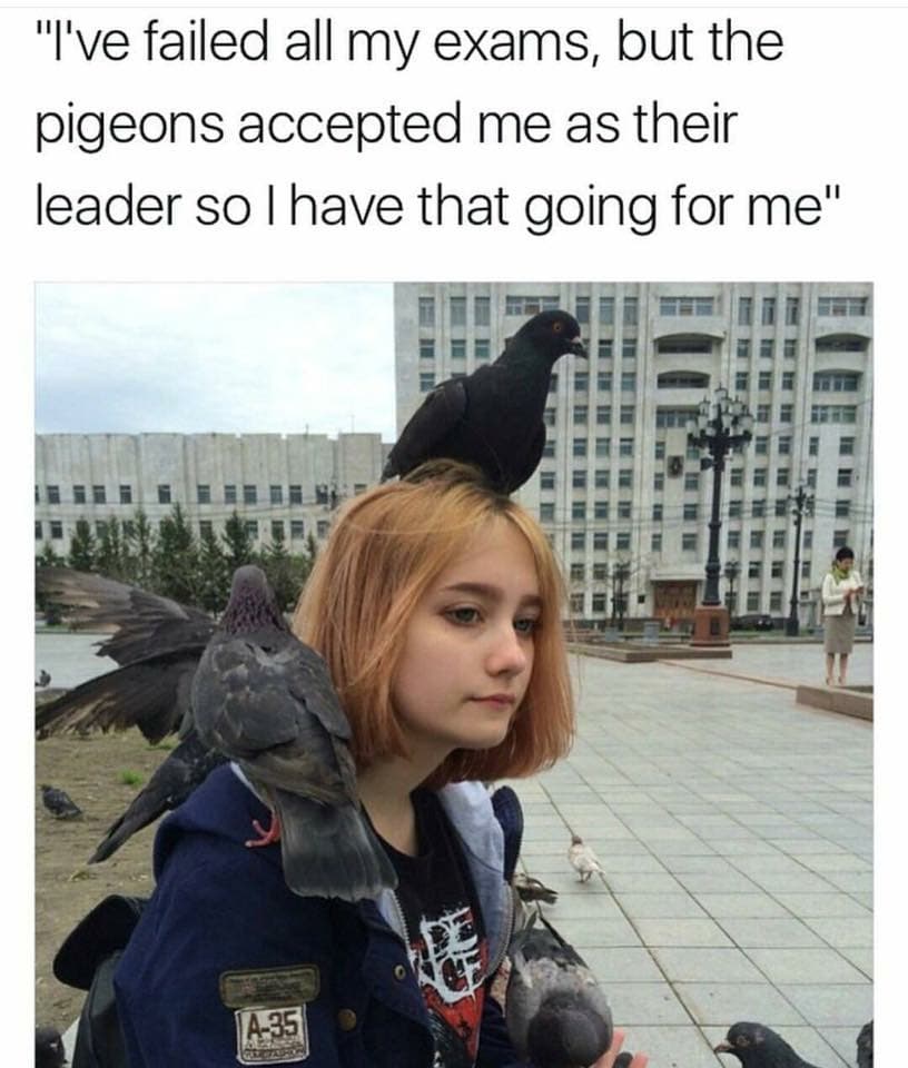 i've failed all my exams, but the pigeons accepted me as their leader so i have that going for me