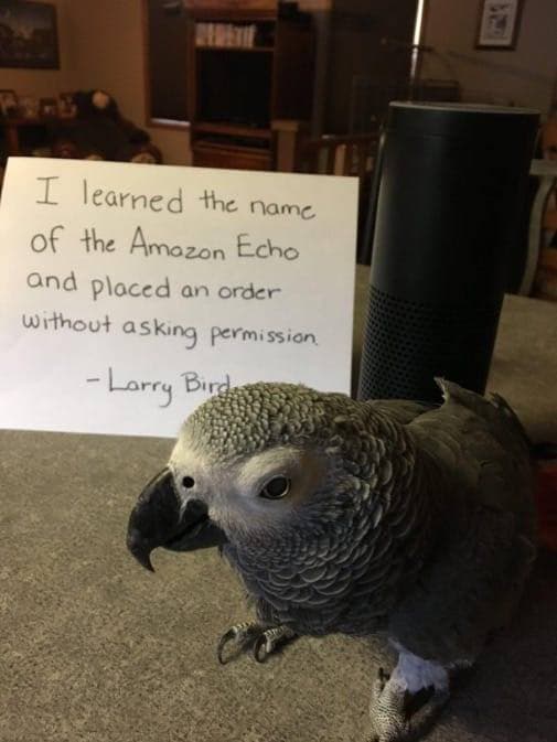 i learned the name of the amazon echo and placed an order without asking permission.