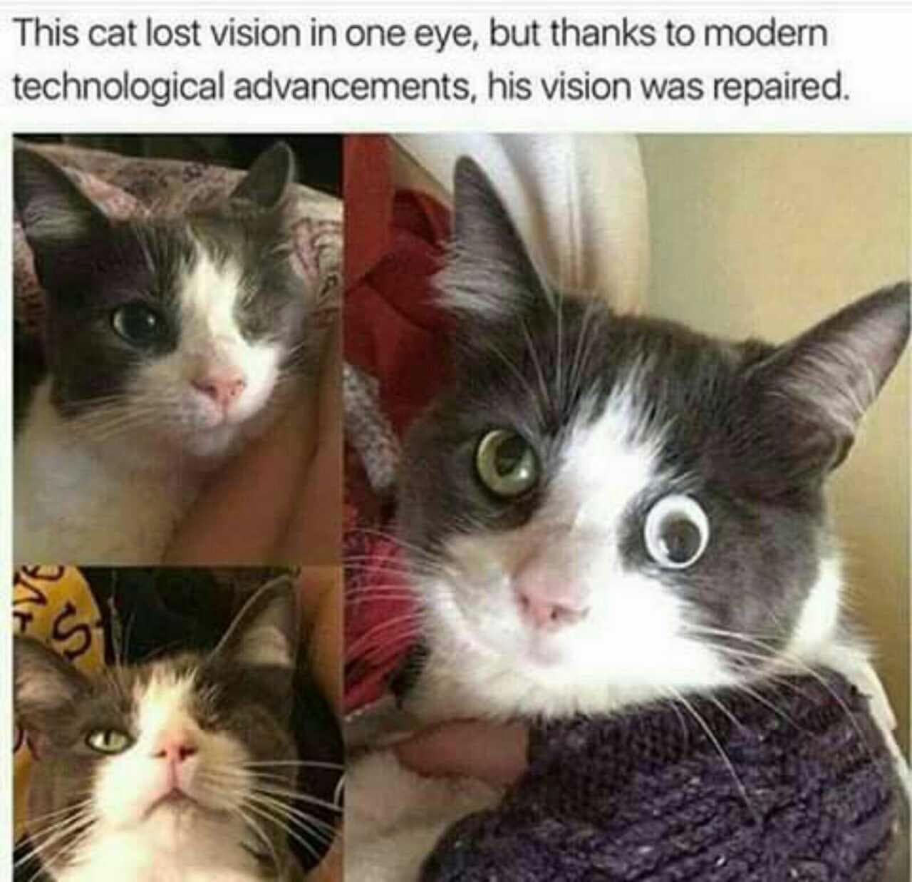 this cat lost vision in one eye, but thanks to modern technological advancements, his vision was repaired.