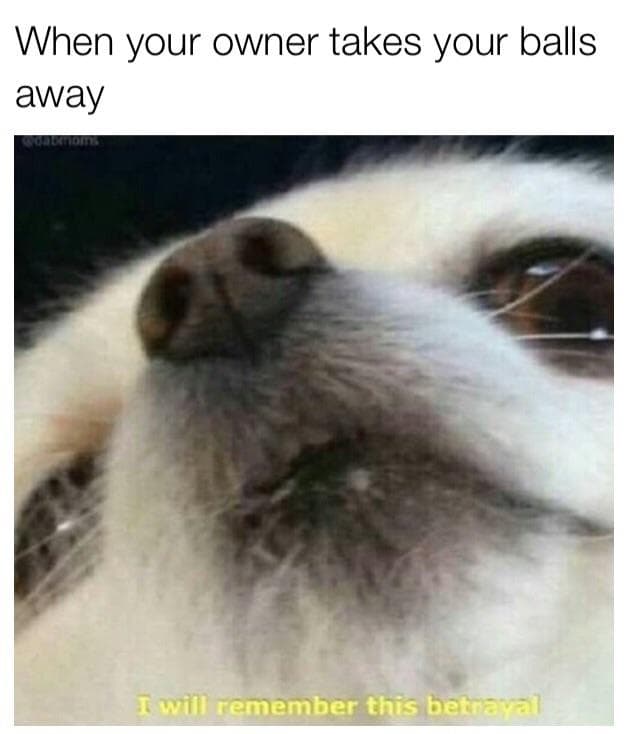 when your owner takes your balls away