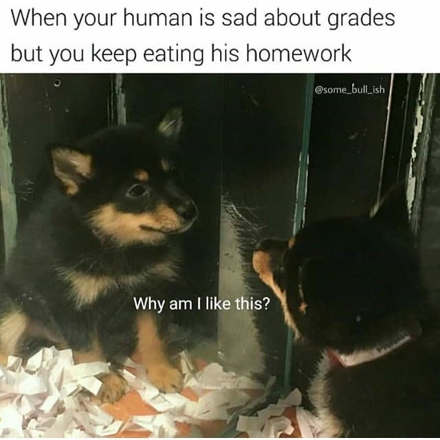 when your human is sad about grades but you keep eating his homework
