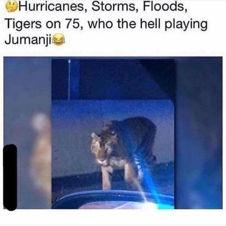 hurricanes, storms, floods, tigers on 75, who the hell playing jumanji