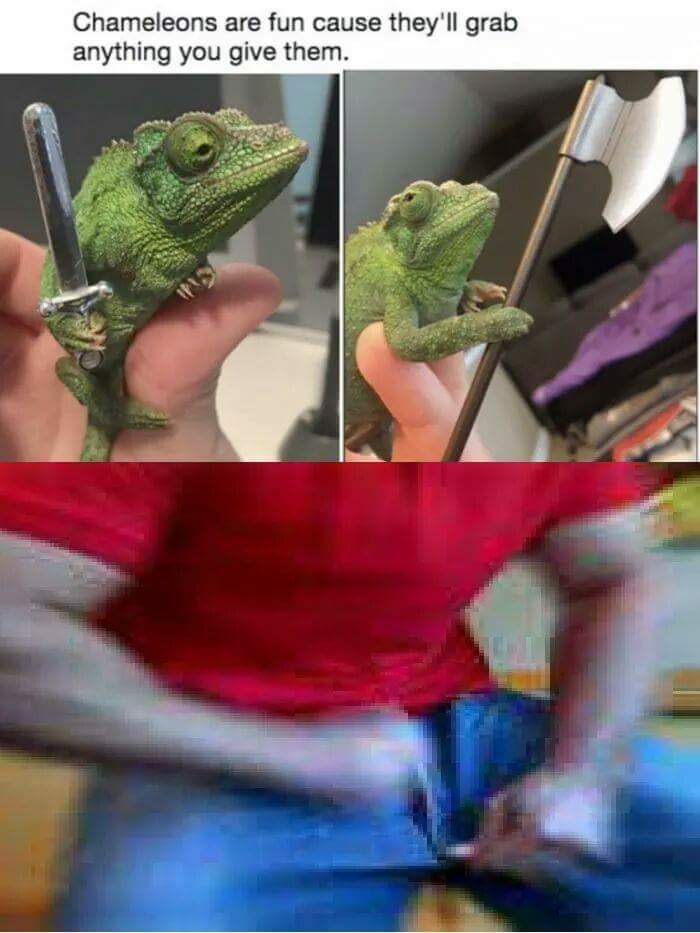chameleons are fun cause they'll grab anything you give them.
