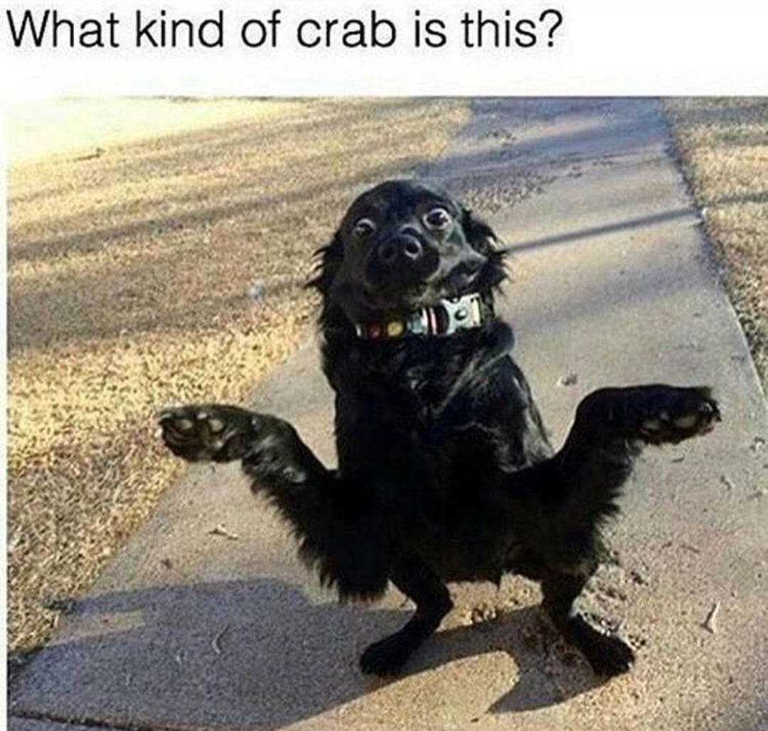 what kind of crab is this?