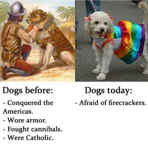 dogs before: