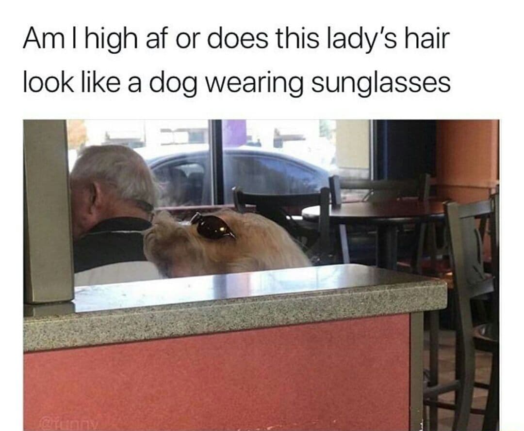 am i high af or does this lady's hair look like a dog wearing sunglasses