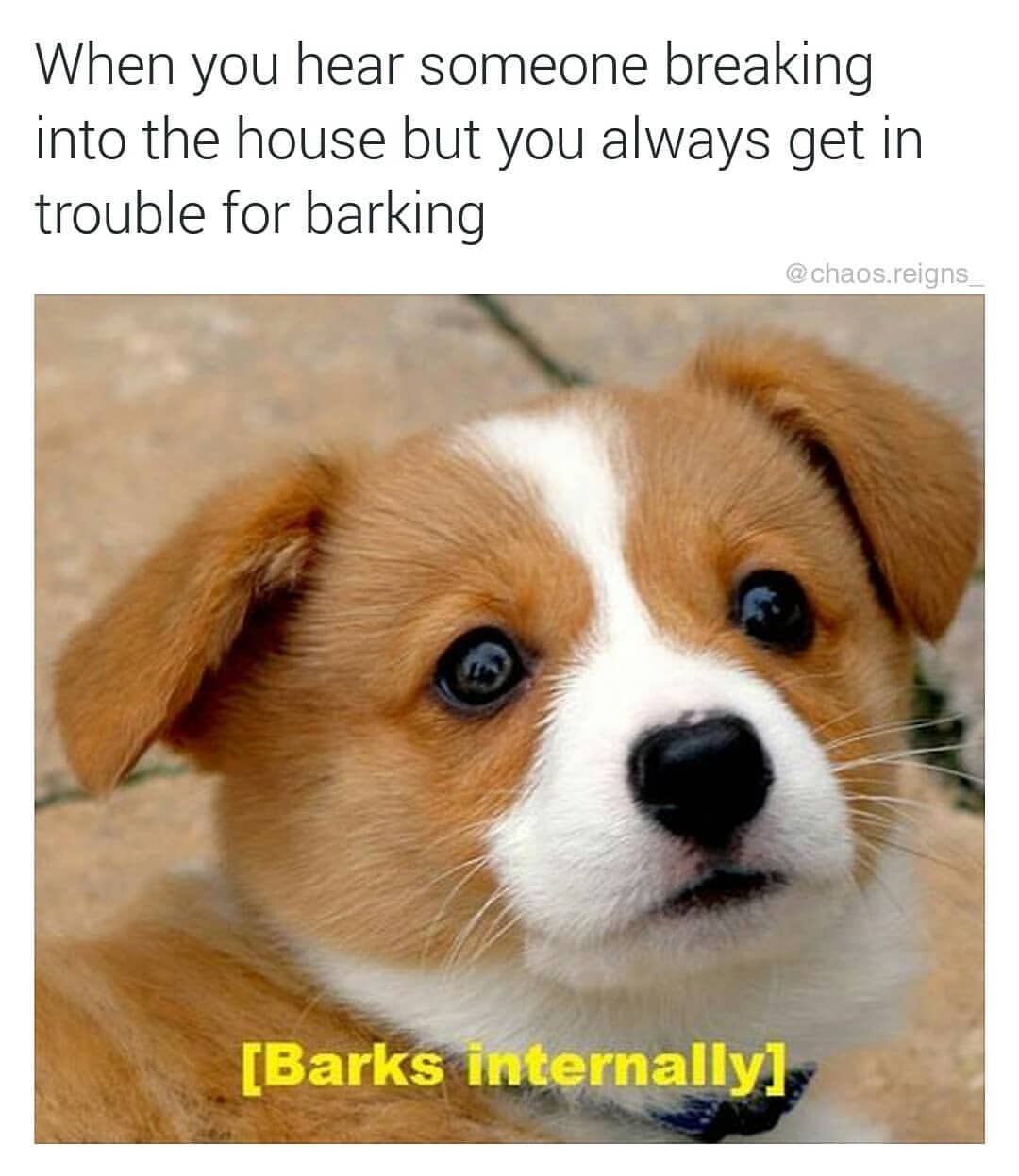 when you hear someone breaking into the house but you always get in trouble for barking