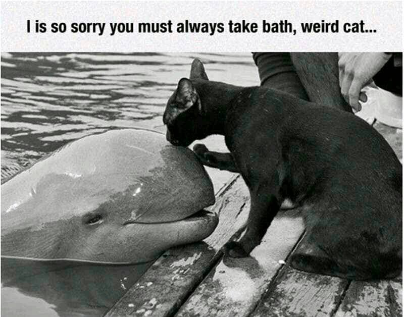 i is so sorry you must always take bath, weird cat...