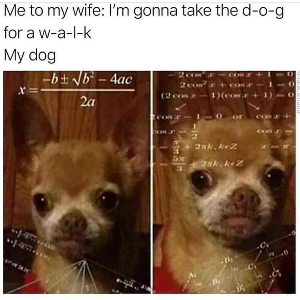 me to my wife: i'm gonna take the d-o-g for a w-a-l-k
