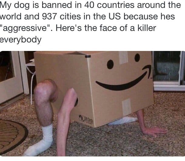 my dog is banned in 40 countries around the world and 937 cities in the us because hes "aggressive".