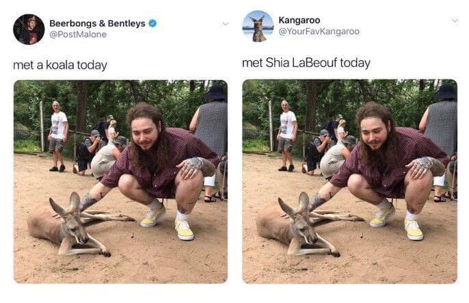 met a koala today