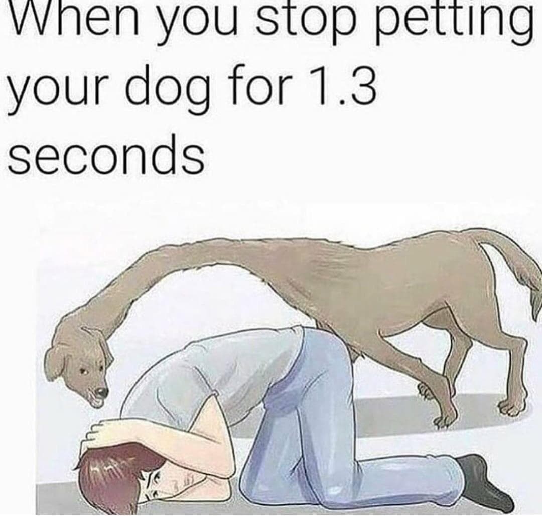 when you stop petting your dog for 1.3 seconds