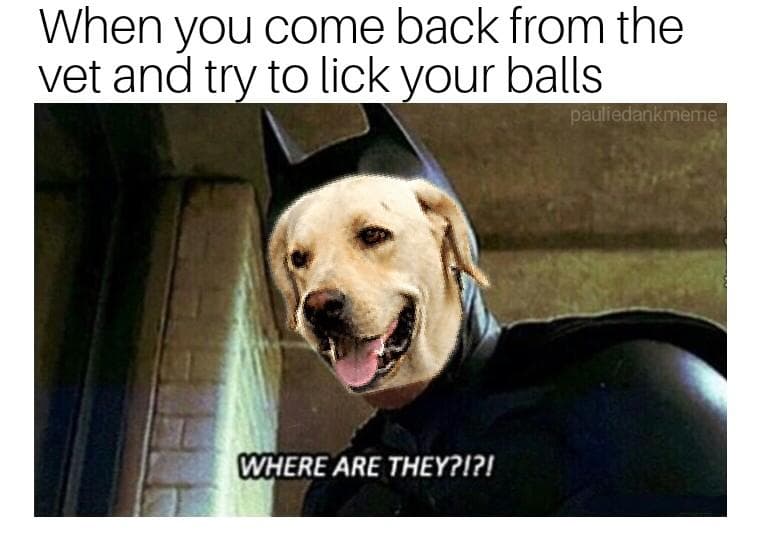 when you come back from the vet and try to lick your balls
