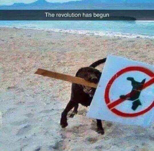 the revolution has begun