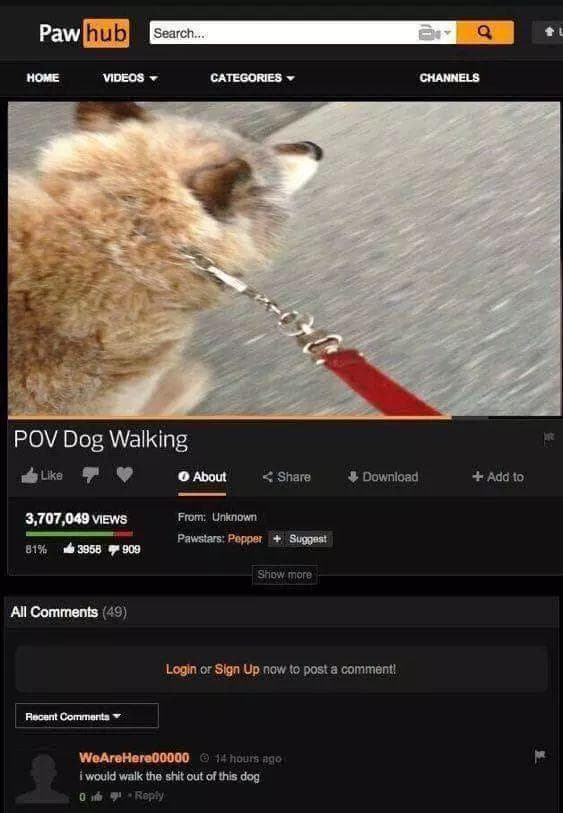 pov dog walking