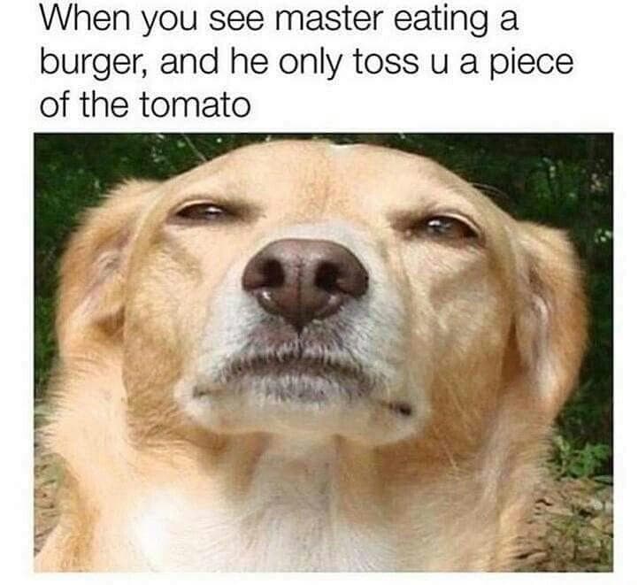 when you see master eating a burger, and he only toss u a piece of the tomato