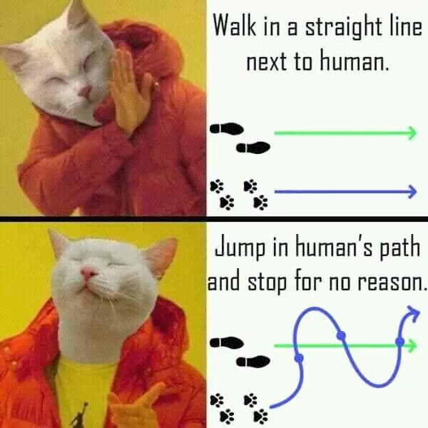 walk in a straight line next to human.
