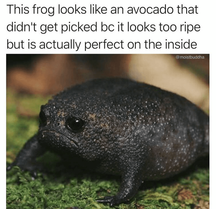 this frog looks like an avocado that didn't get picked bc it looks too ripe but is actually perfect on the inside