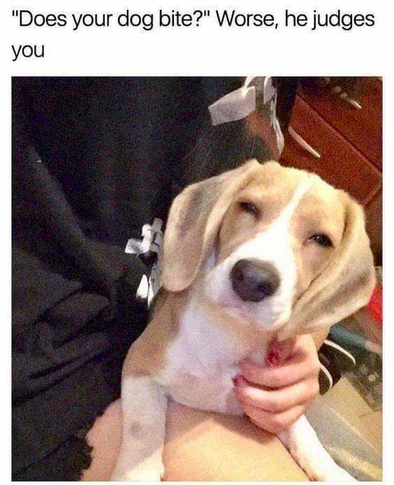 does your dog bite?